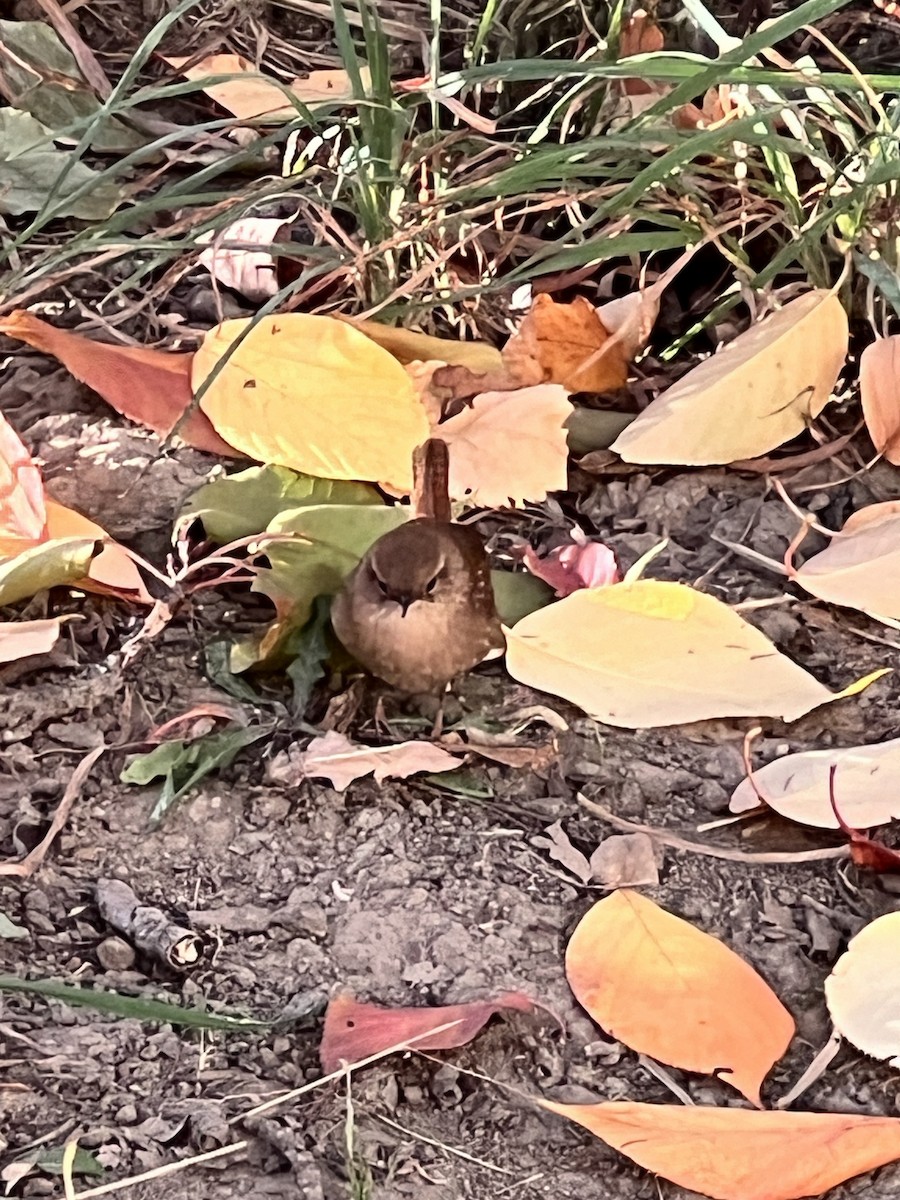 Winter Wren - ML625418892