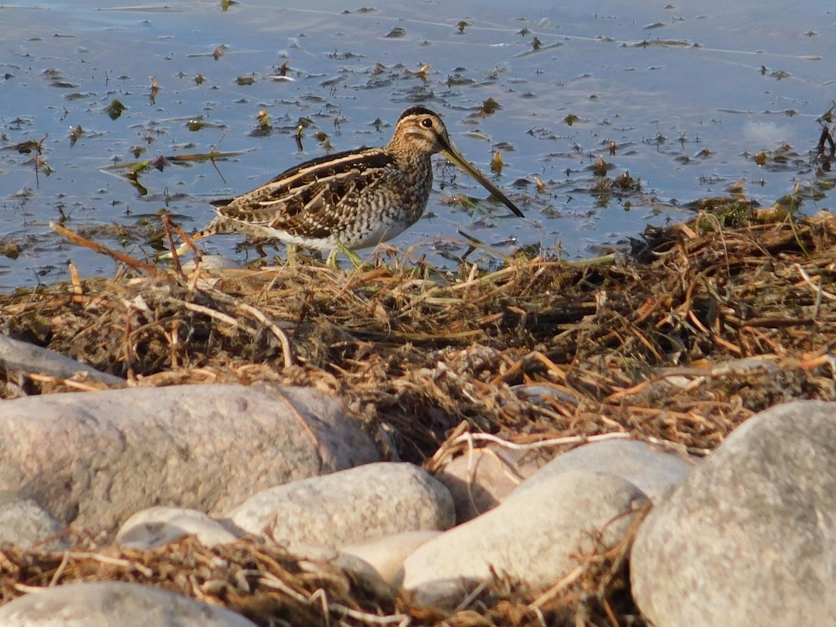 Wilson's Snipe - ML625418941