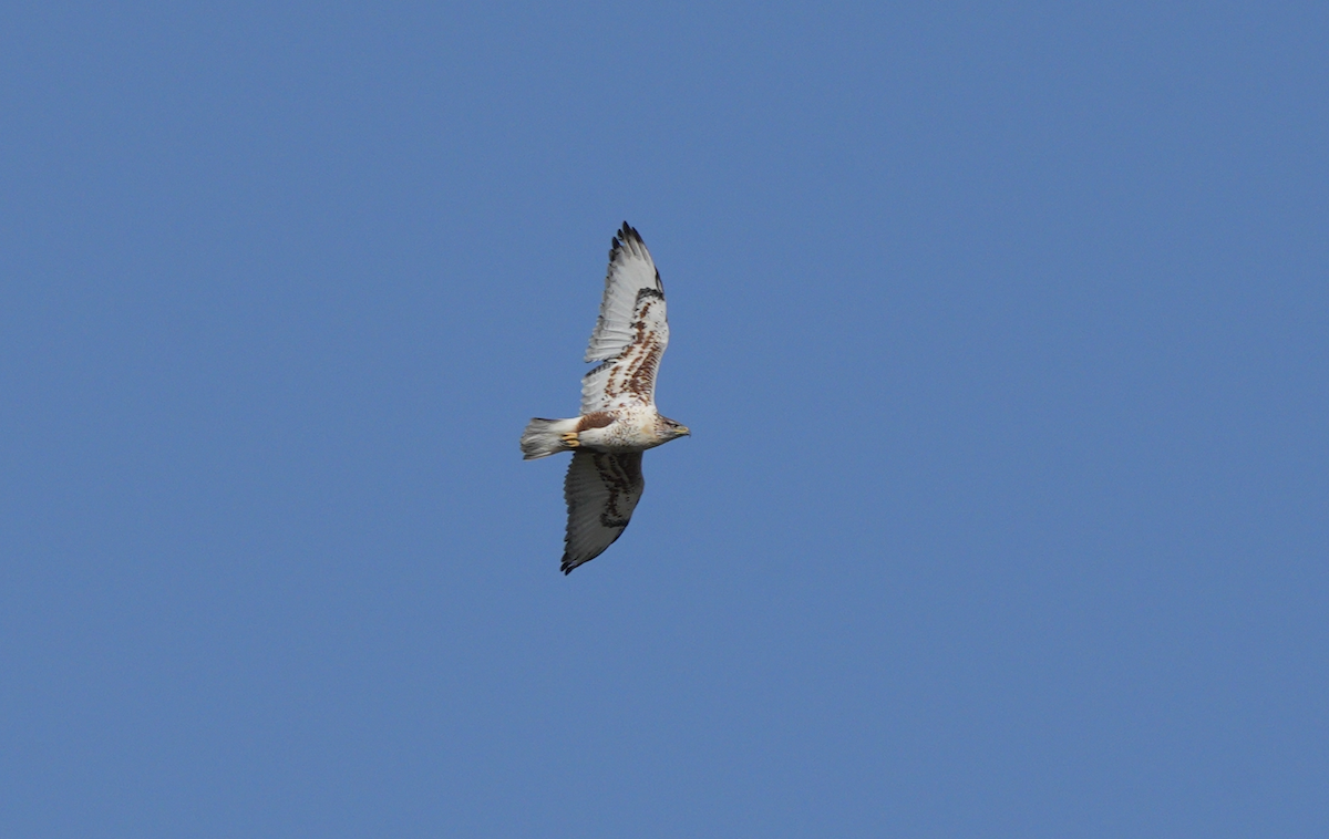 Ferruginous Hawk - ML625418998