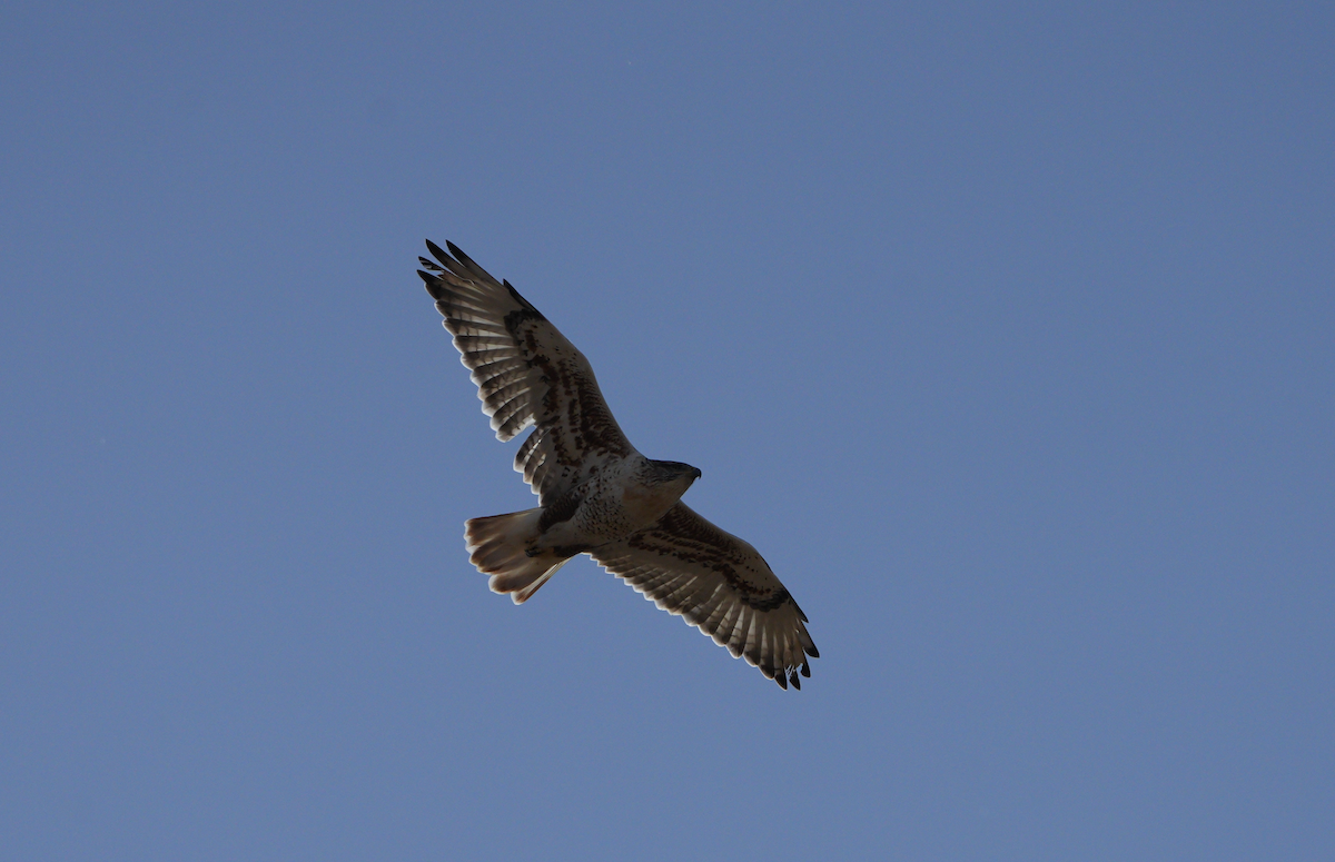 Ferruginous Hawk - ML625419000