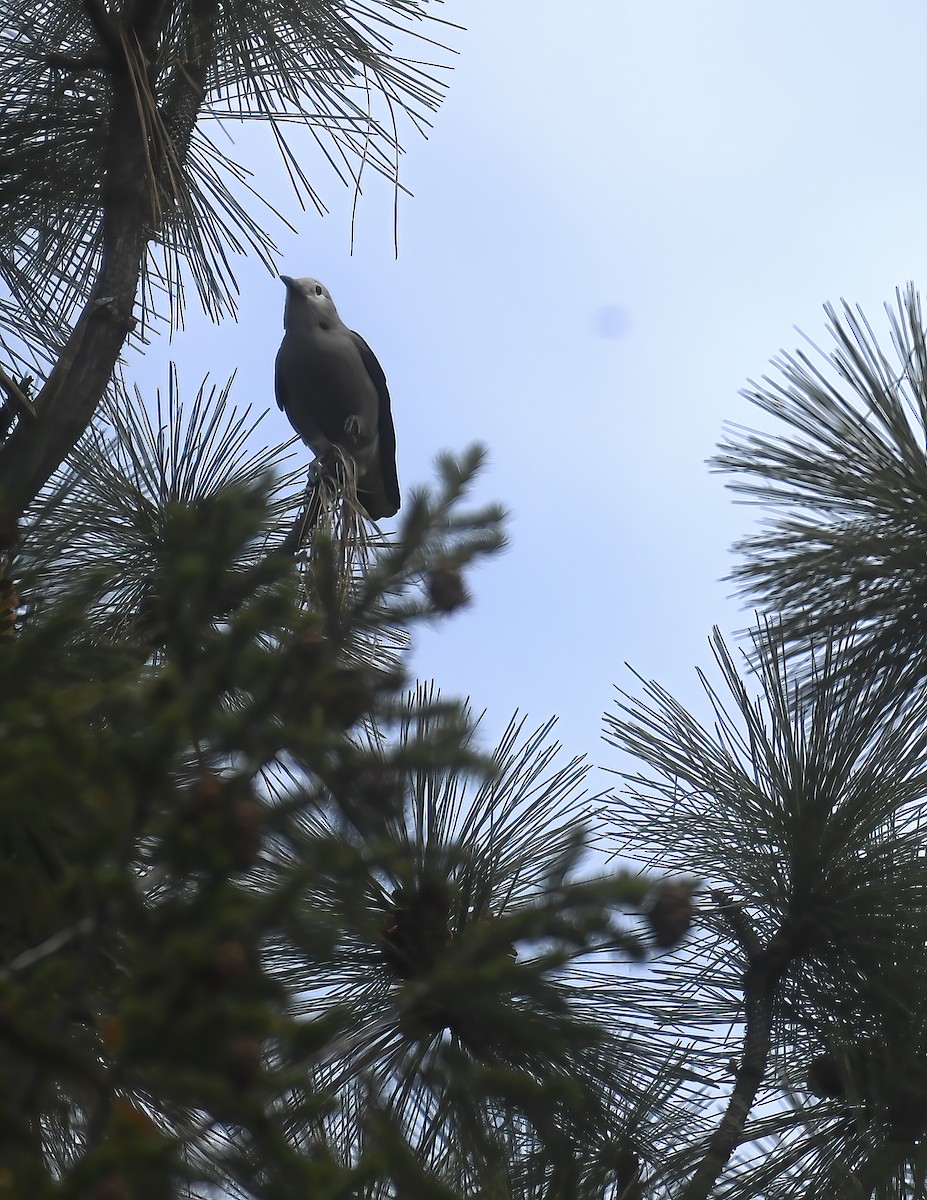 ハイイロホシガラス - ML625419233