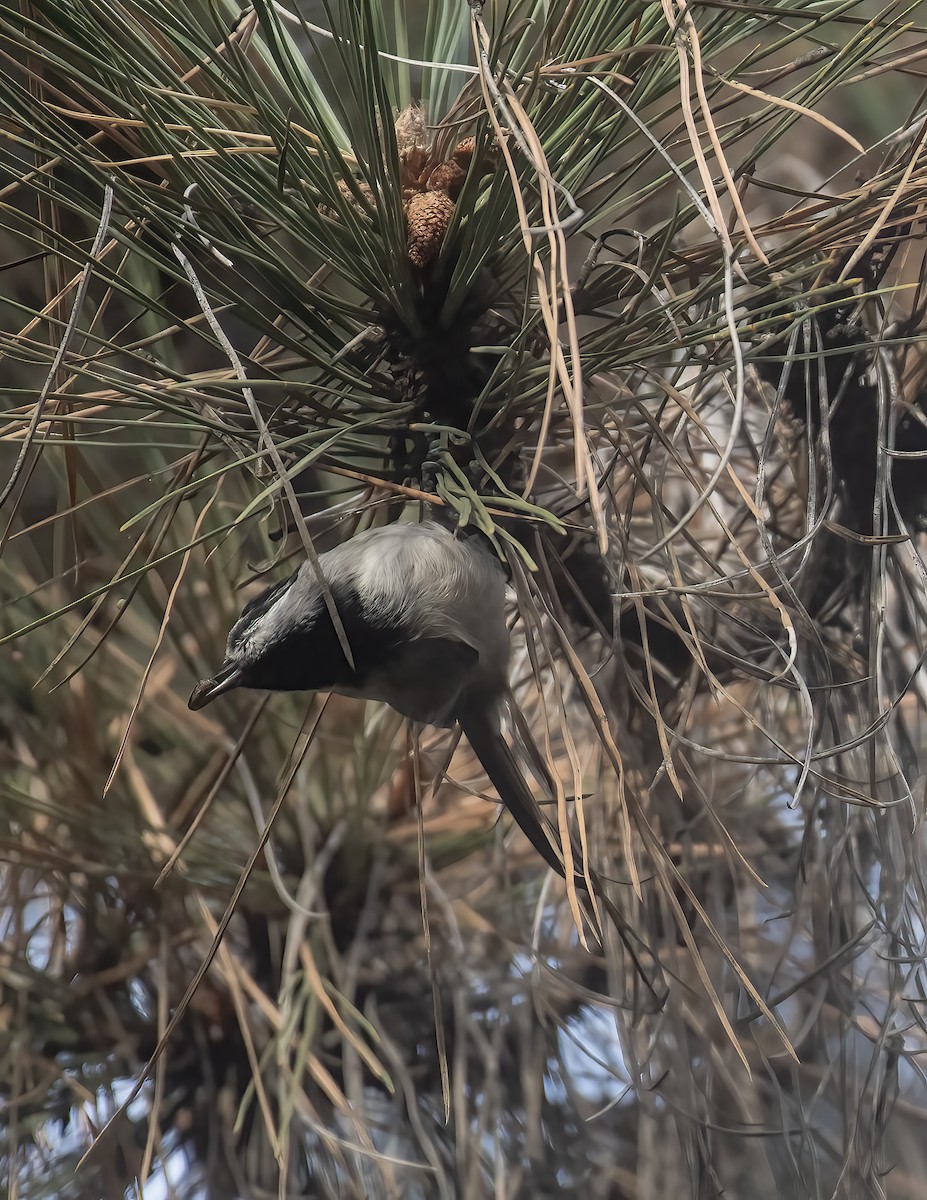 マミジロコガラ - ML625419271