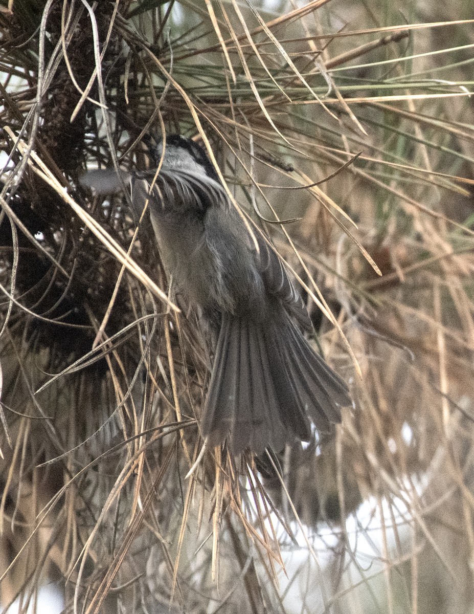 マミジロコガラ - ML625419278