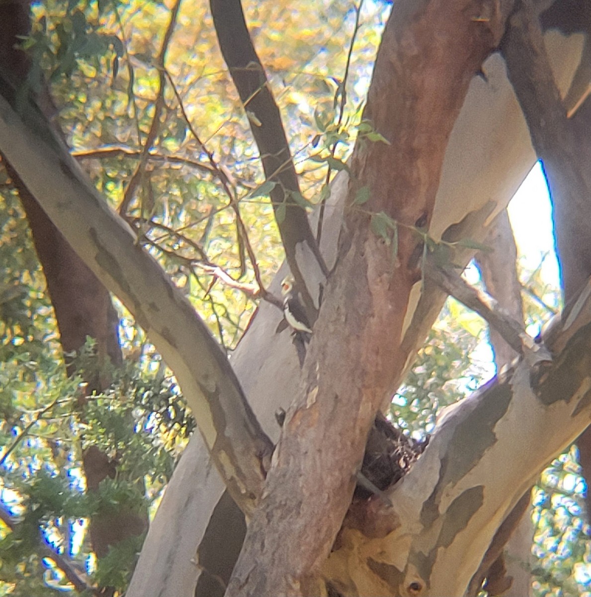 Cockatiel - ML625419286