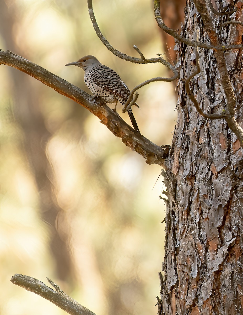ハシボソキツツキ - ML625419288