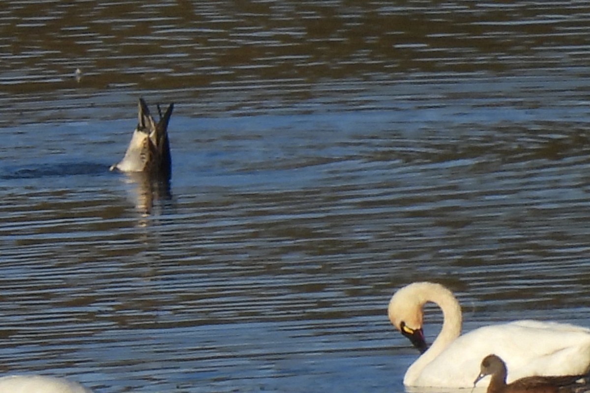 Tundra Swan - ML625419468