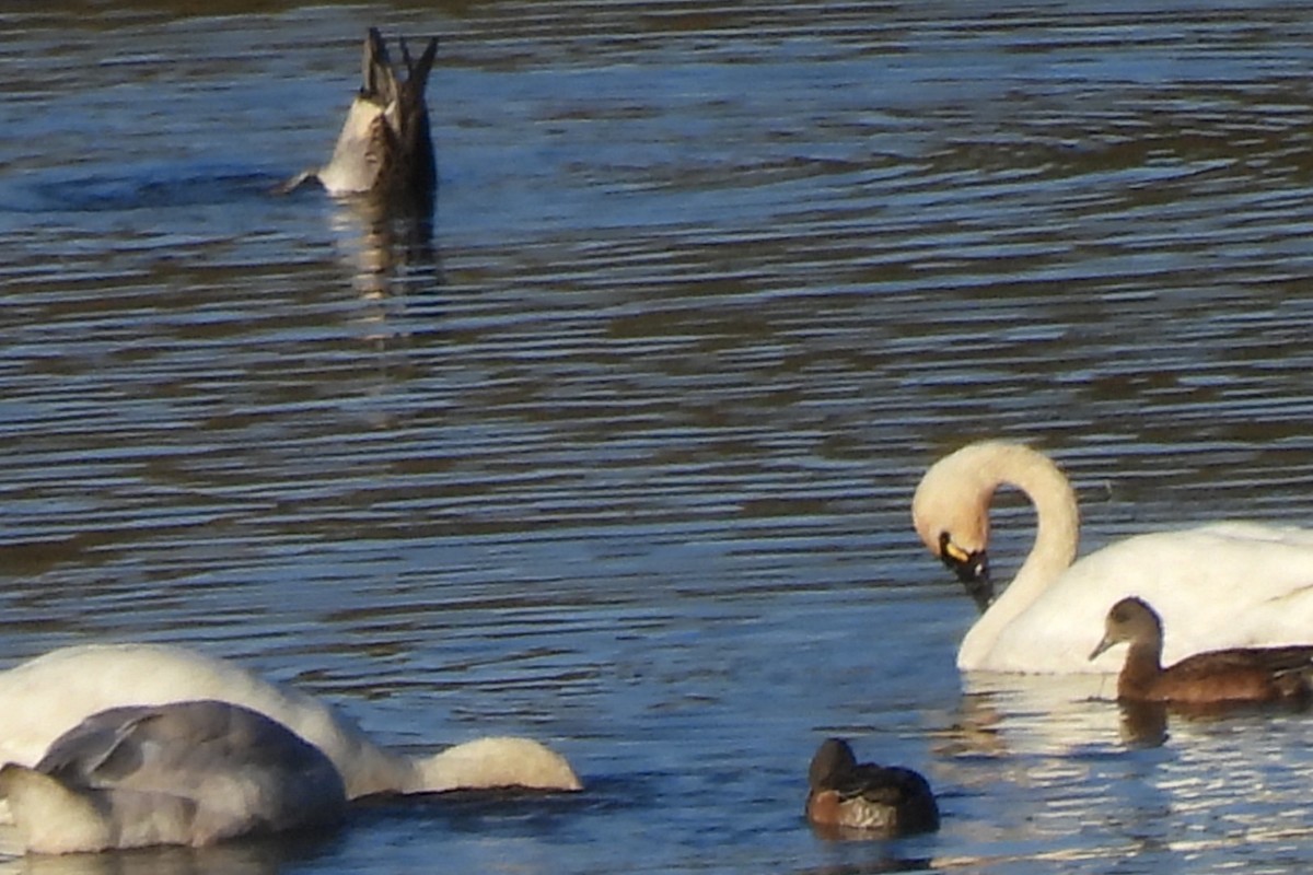 Tundra Swan - ML625419469