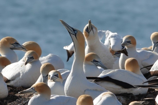 Cape Gannet - ML625419544