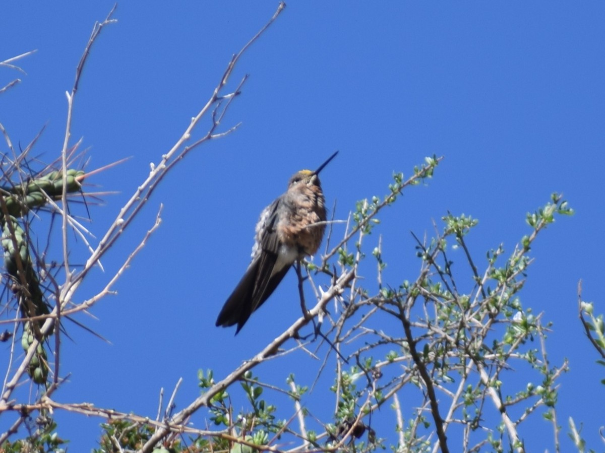 Colibri géant - ML625419553