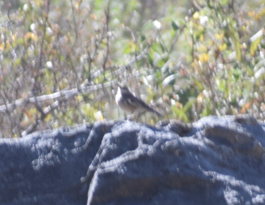 Black-billed Shrike-Tyrant - ML625419560