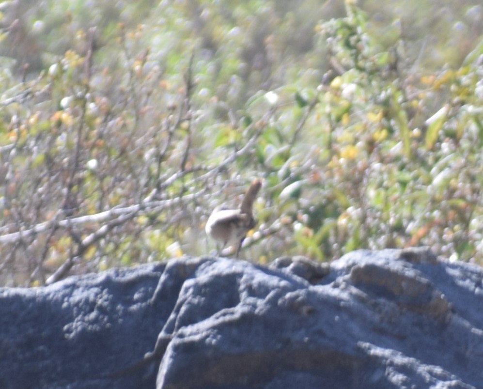 Black-billed Shrike-Tyrant - ML625419561