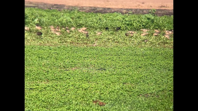 Pacific Golden-Plover - ML625419571