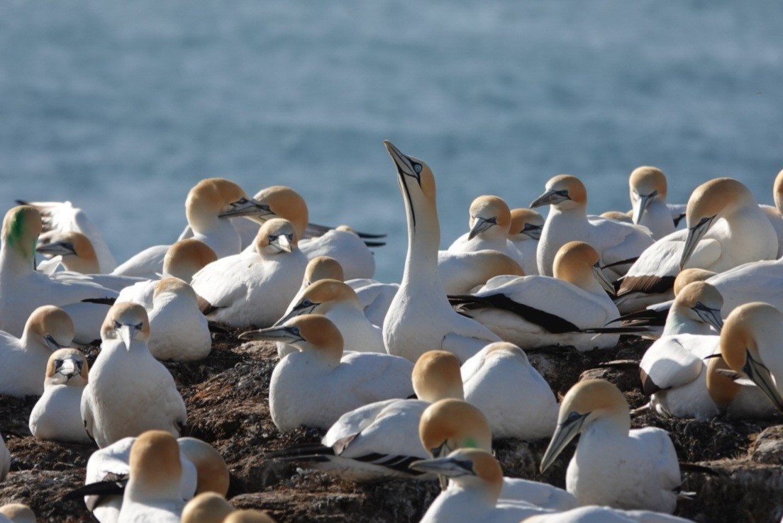 Cape Gannet - ML625419580