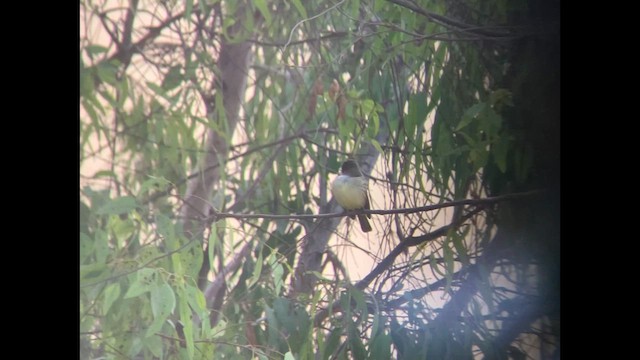 Dusky-capped Flycatcher - ML625419593