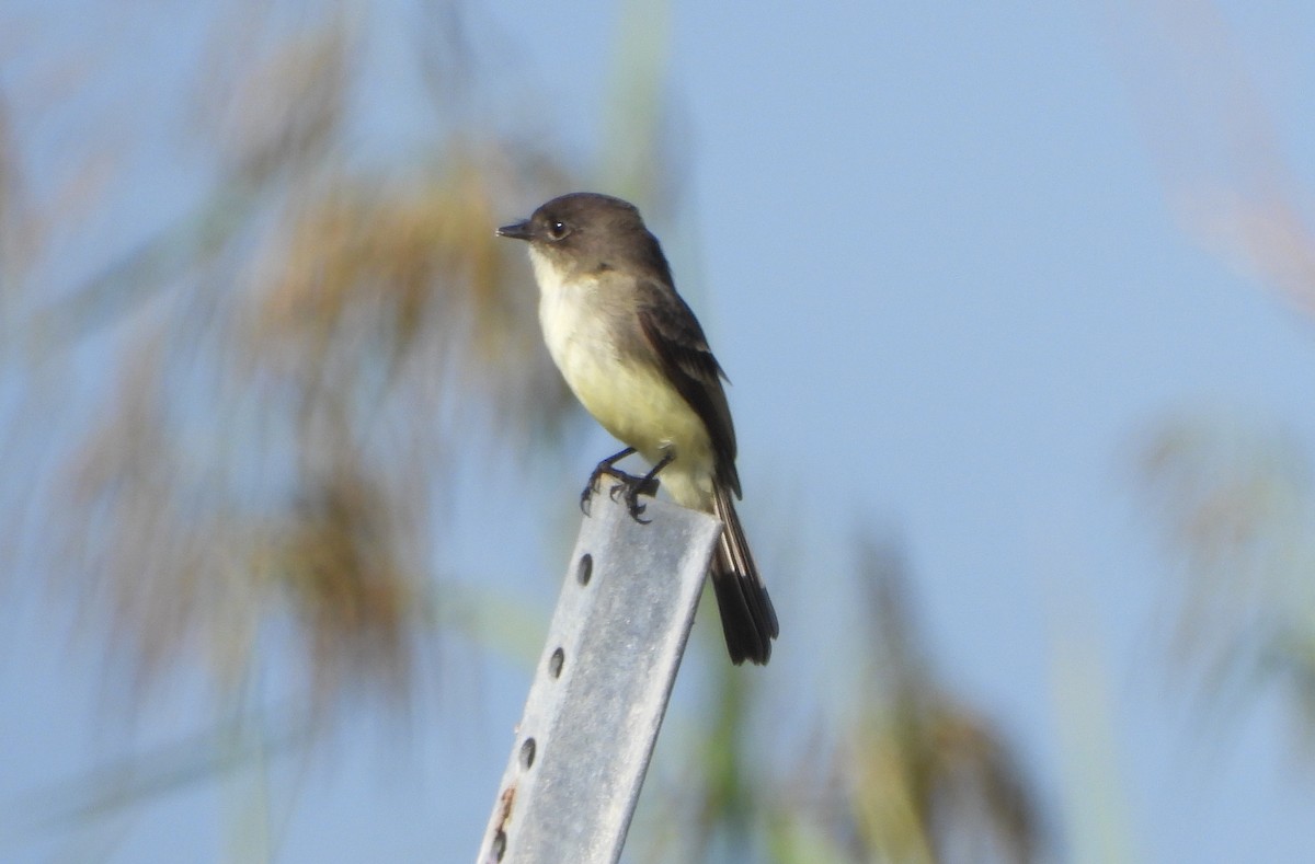Eastern Phoebe - Annette Daughdrill