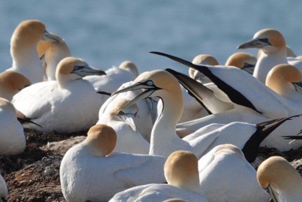 Cape Gannet - ML625419606