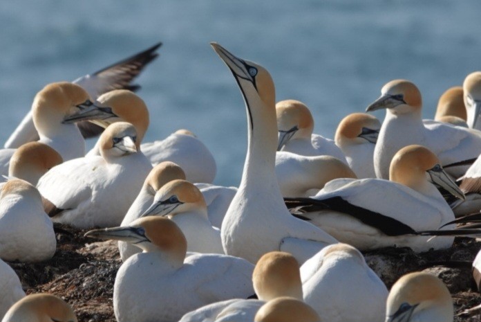 Cape Gannet - ML625419656