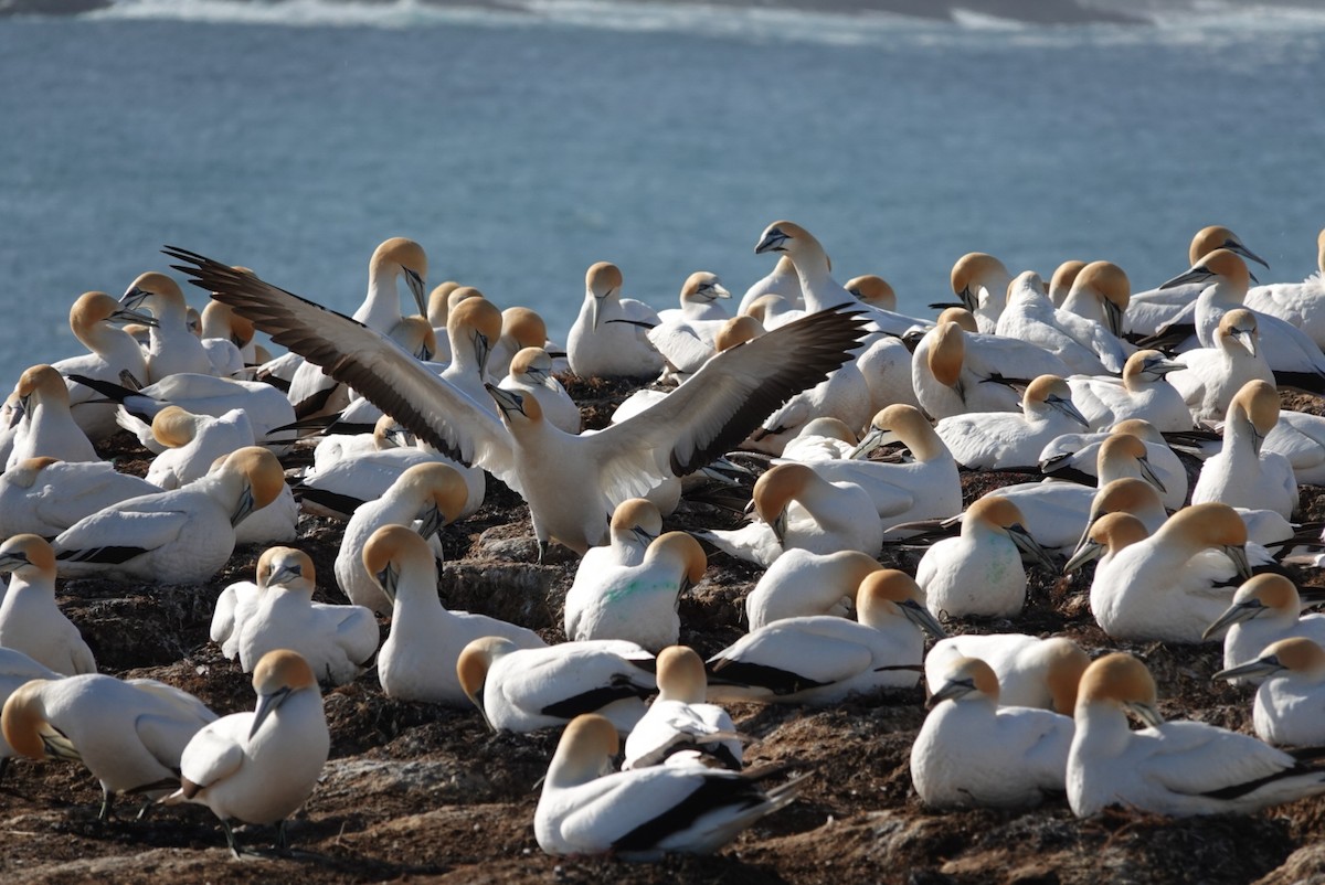 Australasian Gannet - ML625419672