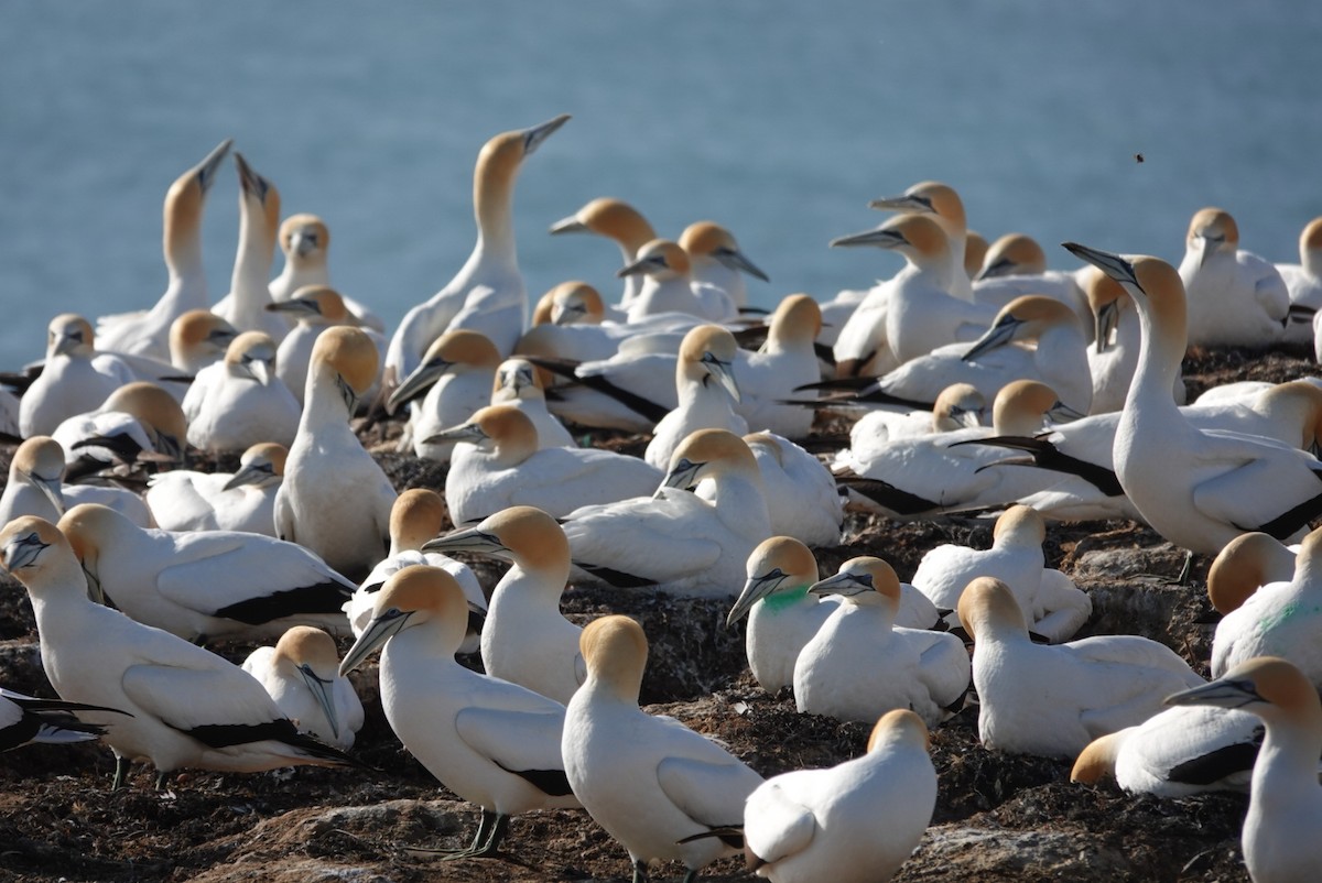 Australasian Gannet - ML625419684