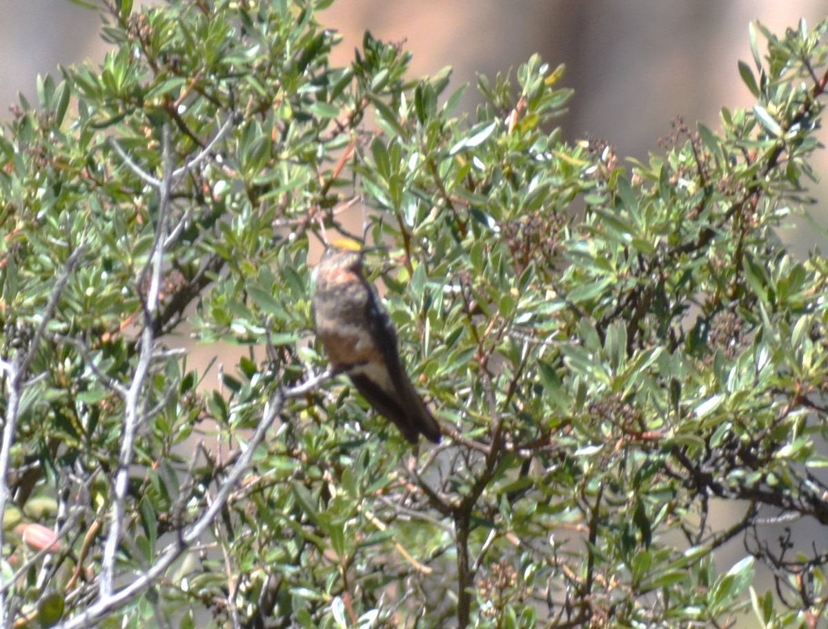 Giant Hummingbird - ML625419847