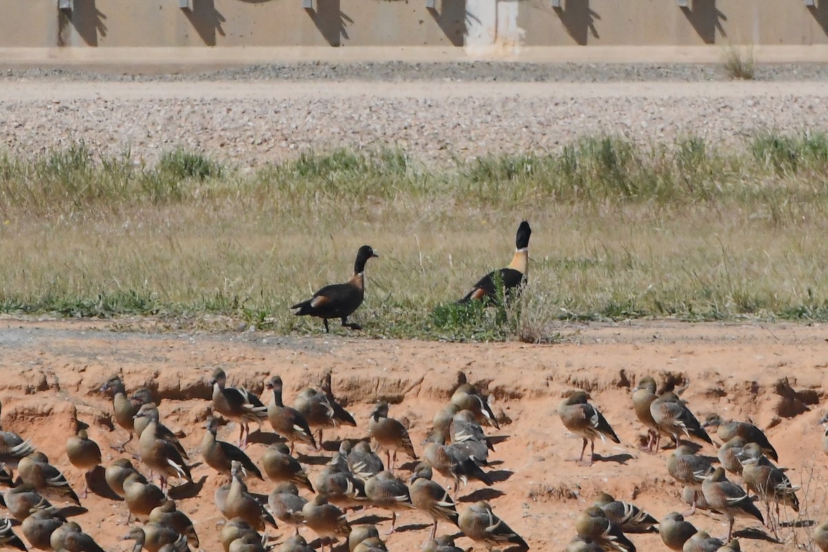 Australian Shelduck - ML625420031