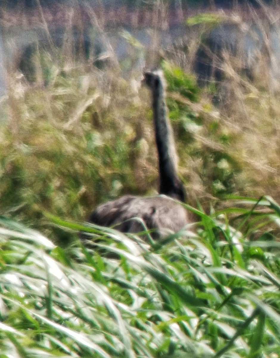 Greater Rhea - ML625420033