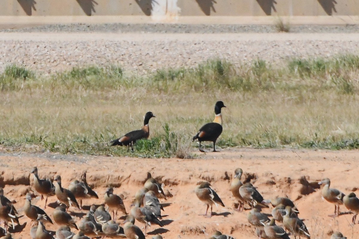 Australian Shelduck - ML625420036