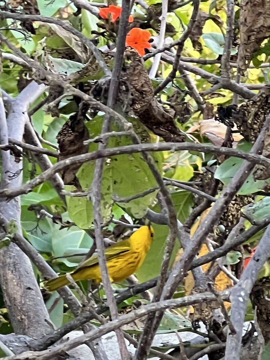 Northern/Mangrove Yellow Warbler - ML625420051