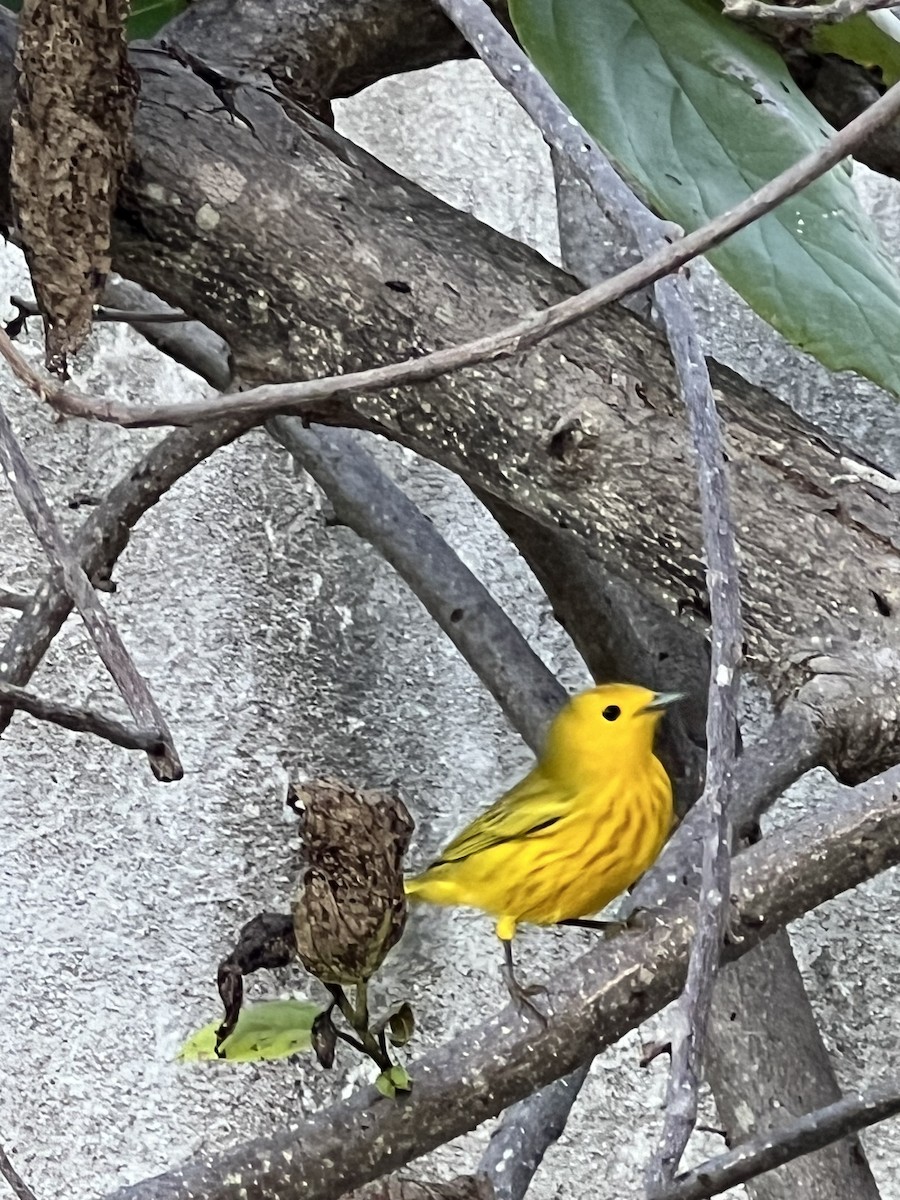 Northern/Mangrove Yellow Warbler - ML625420052
