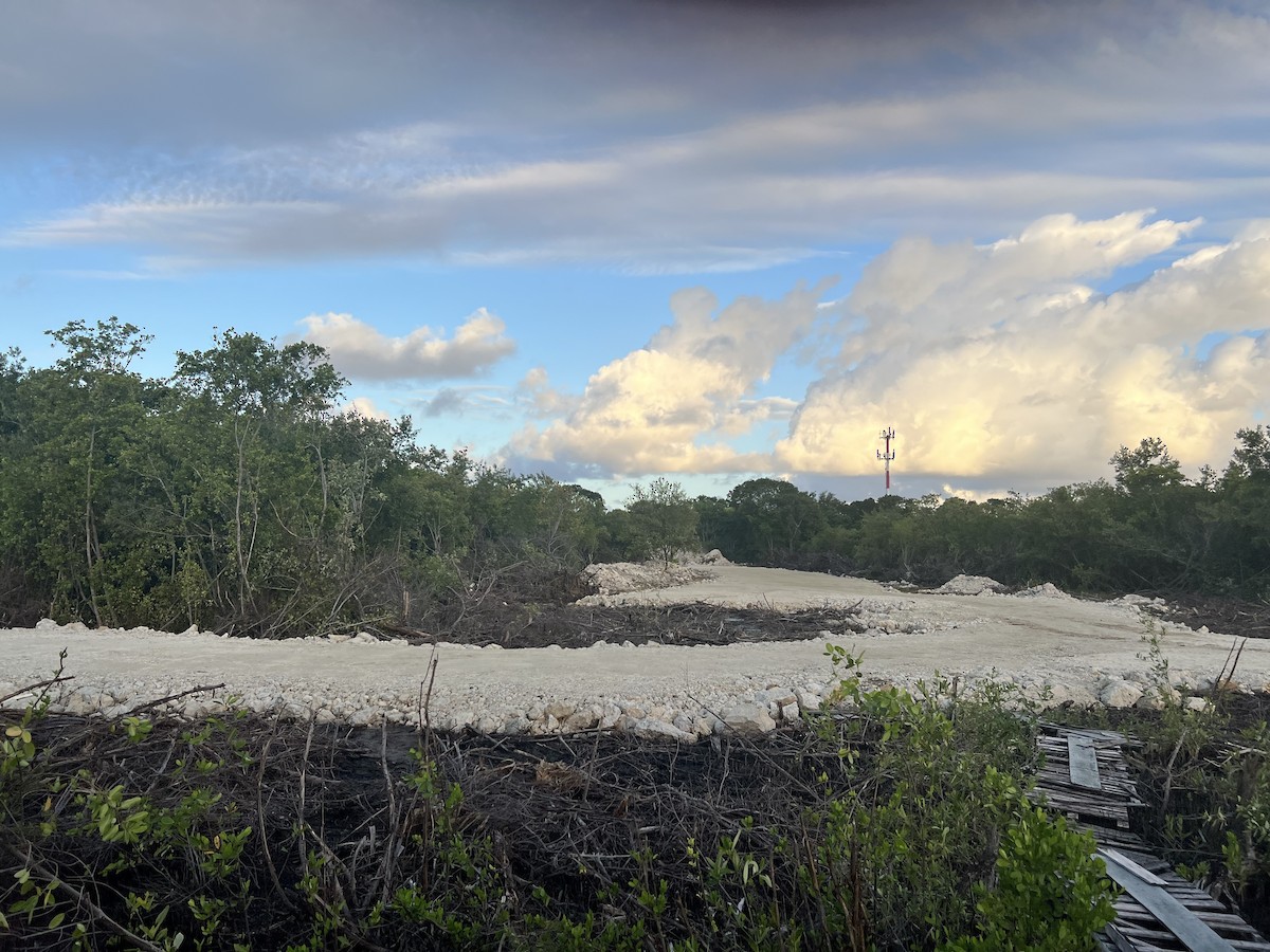 Yellow-crowned Night Heron - ML625420077