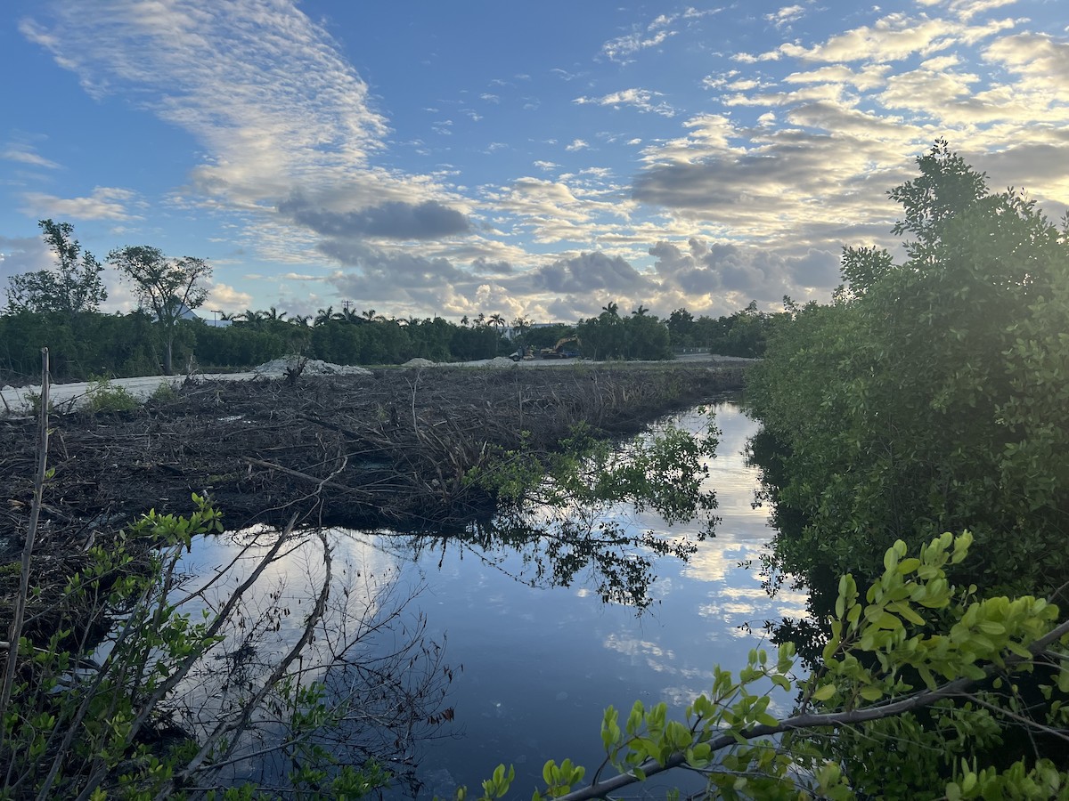 Common Gallinule - ML625420100
