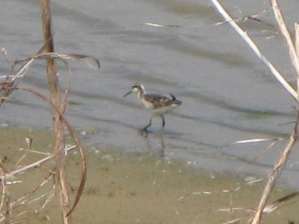 Falaropo Tricolor - ML62542011