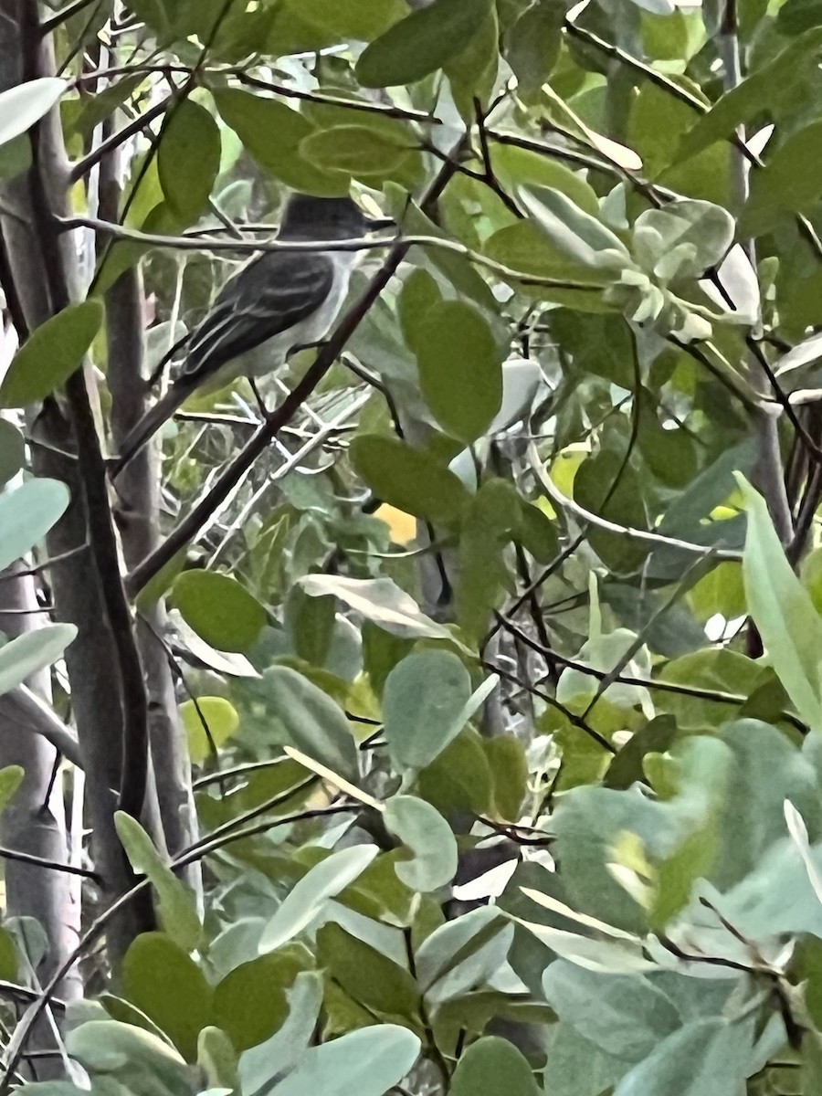 La Sagra's Flycatcher - ML625420124