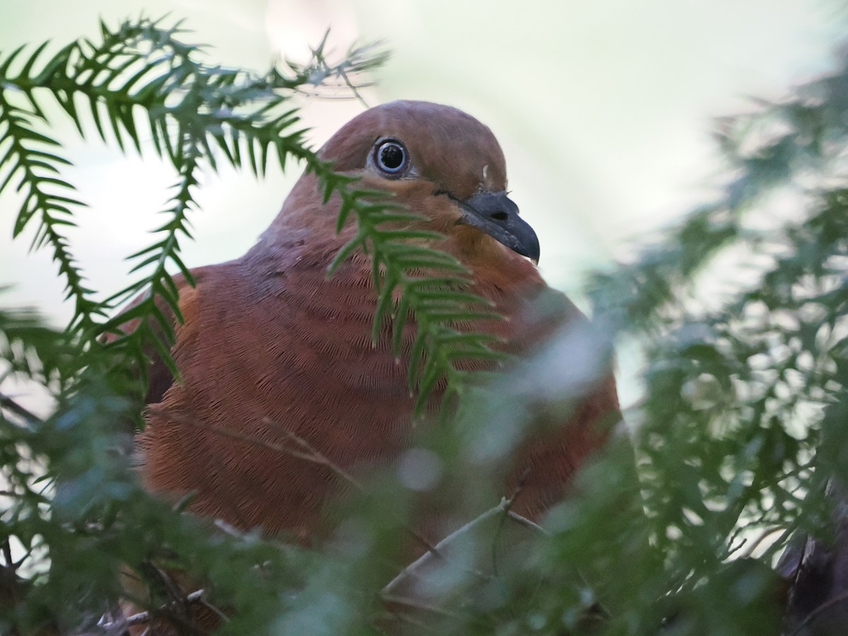 Brown Cuckoo-Dove - ML625420163