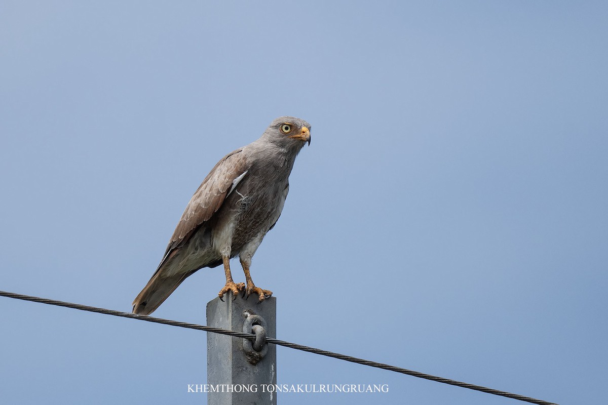 Rufous-winged Buzzard - ML625420178