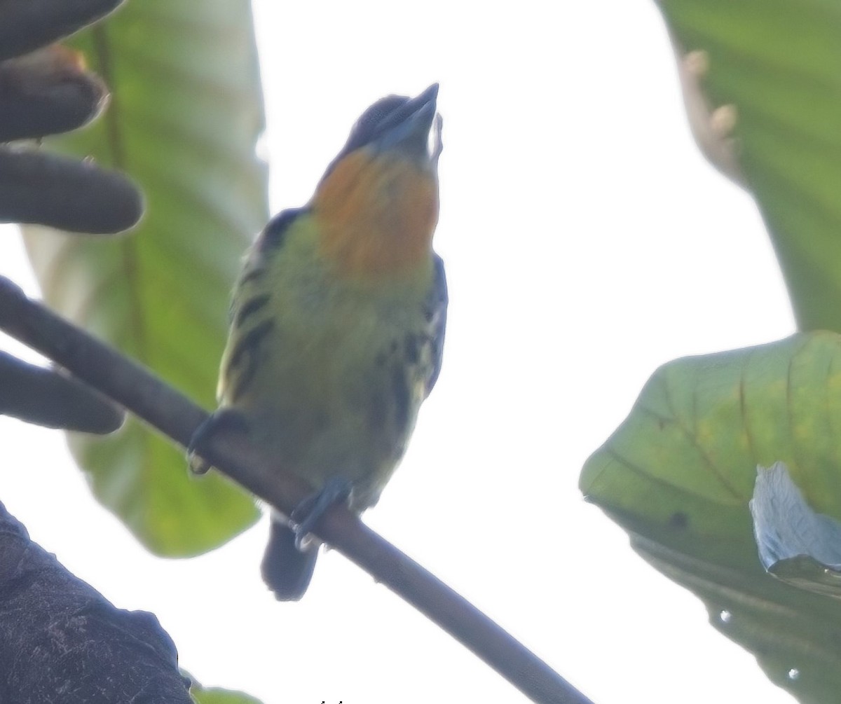 Gilded Barbet - ML625420409