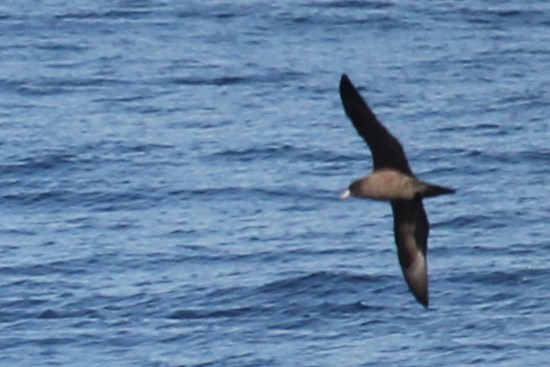 Flesh-footed Shearwater - ML625420415