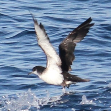 Manx Shearwater - ML625420417