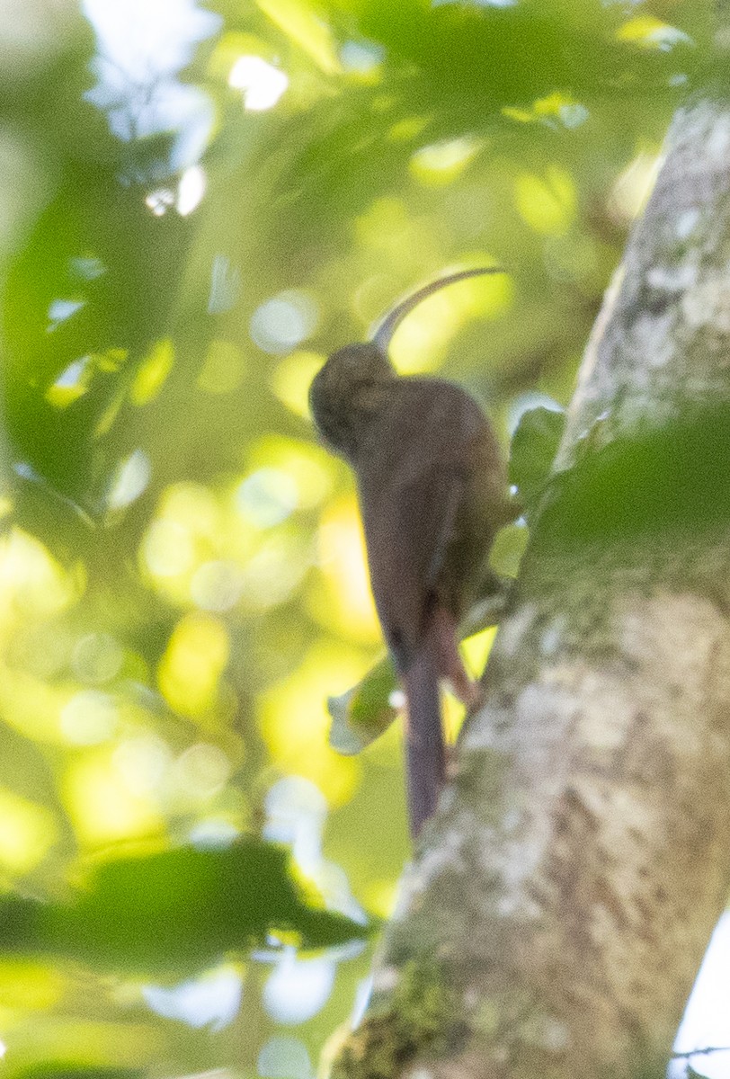 Brown-billed Scythebill - ML625420433