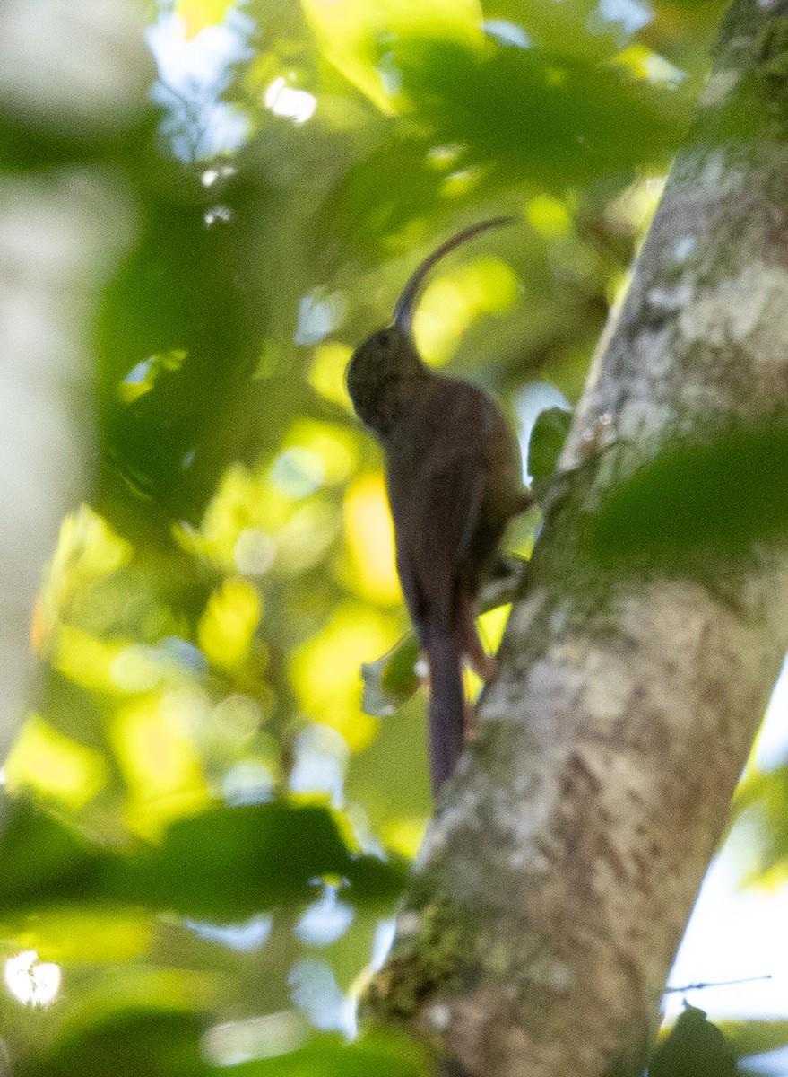 Brown-billed Scythebill - ML625420434