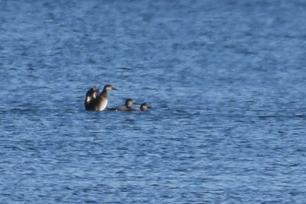 Black Scoter - ML625420663