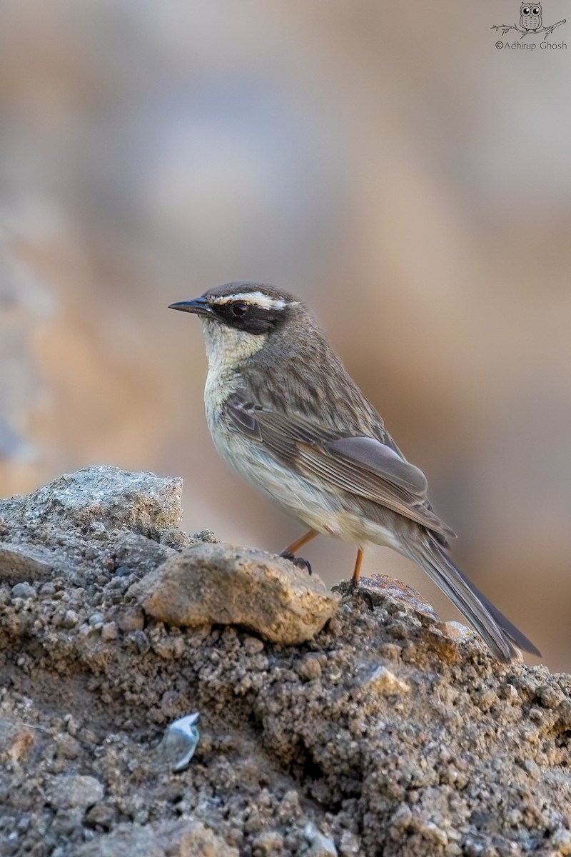 Brown Accentor - ML625420670