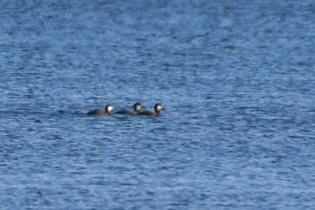 Black Scoter - ML625420694