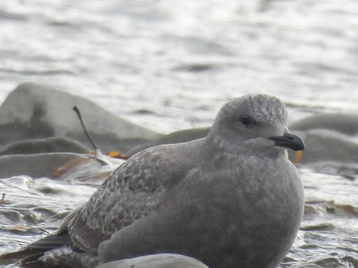 amerikagråmåke x gråvingemåke (hybrid) - ML625420705