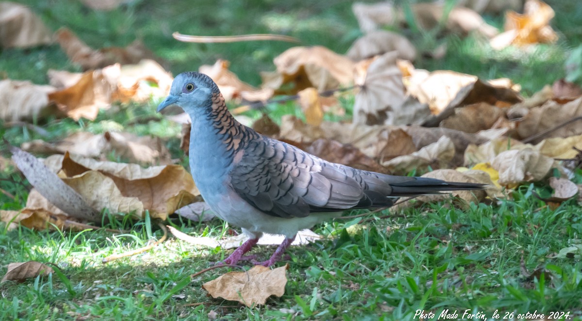 Bar-shouldered Dove - ML625420853