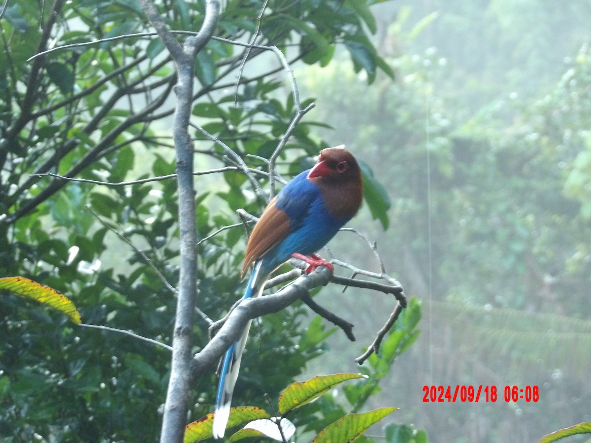 Sri Lanka Blue-Magpie - ML625420895