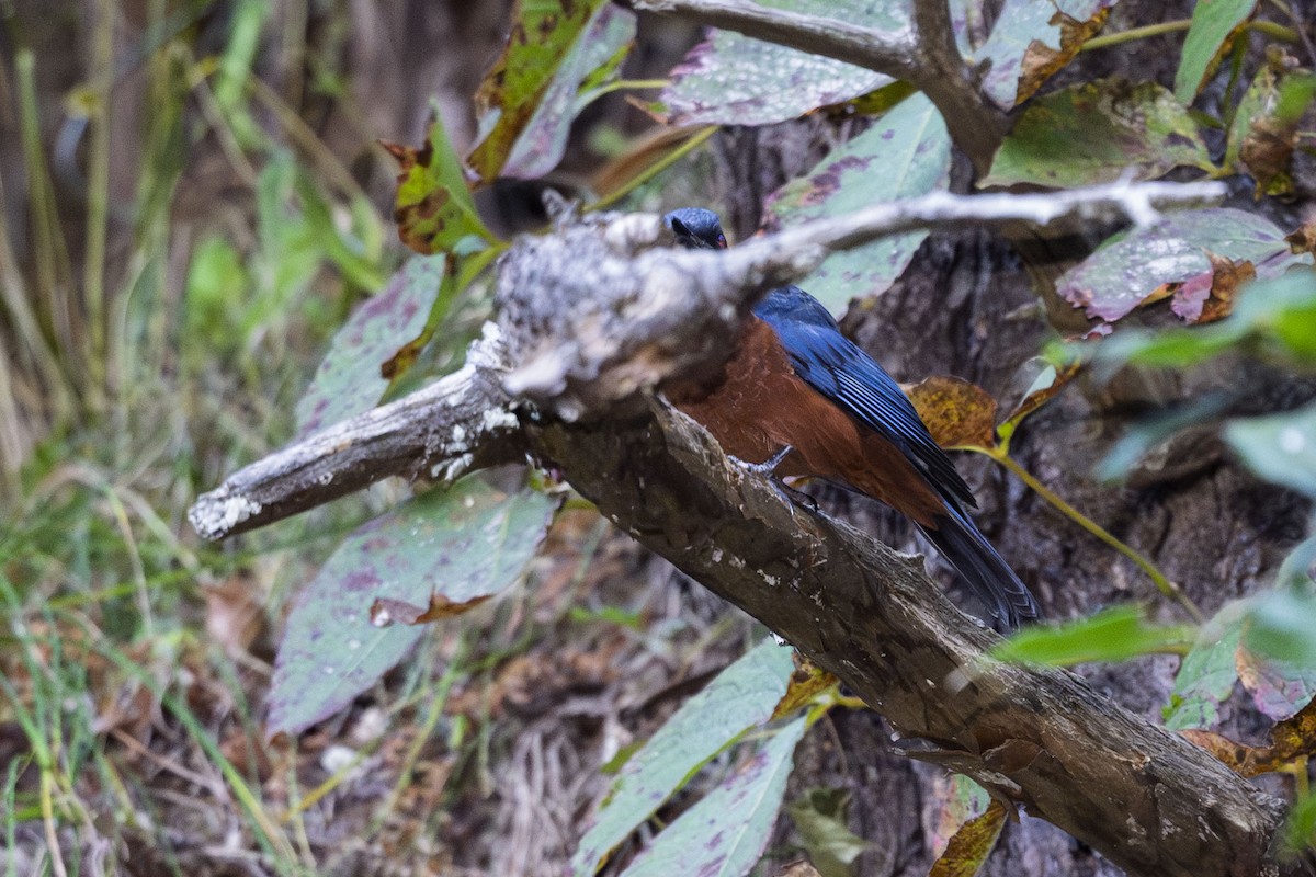 Chestnut-bellied Rock-Thrush - ML625420904