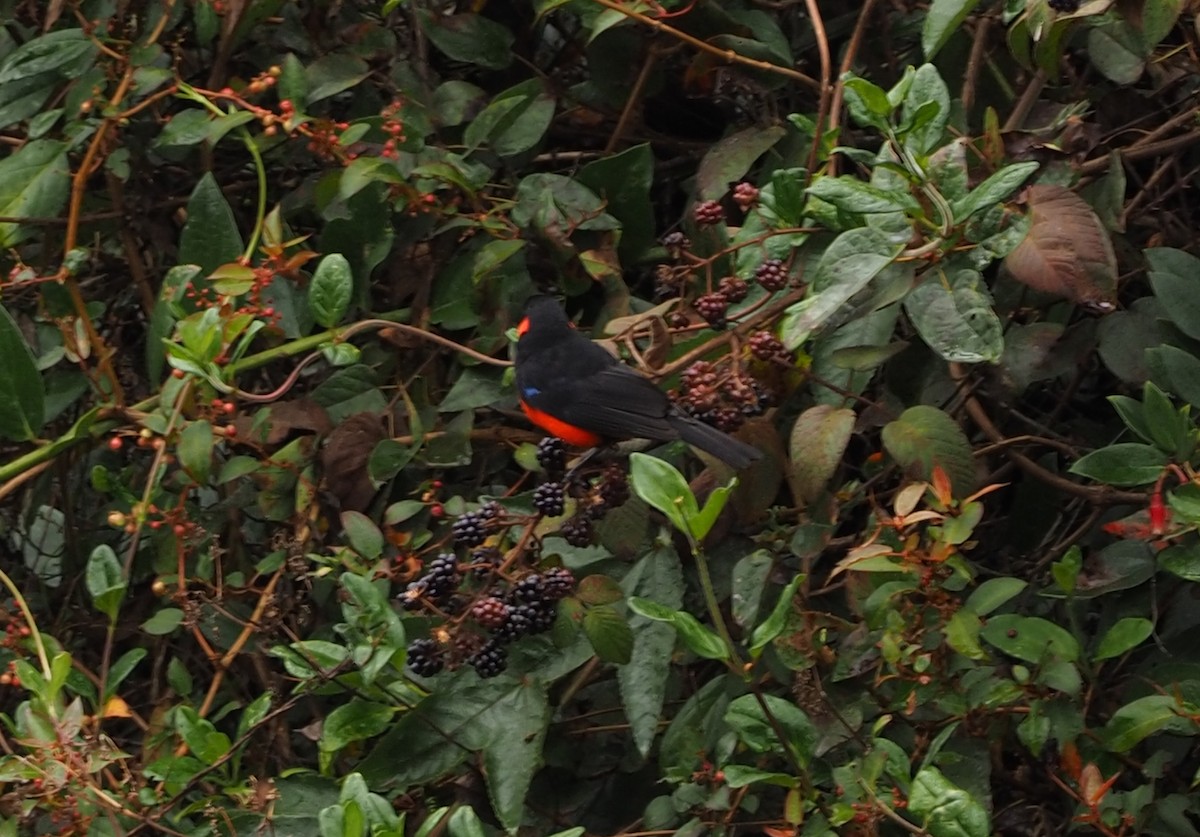 Scarlet-bellied Mountain Tanager (Scarlet-bellied) - ML625421032