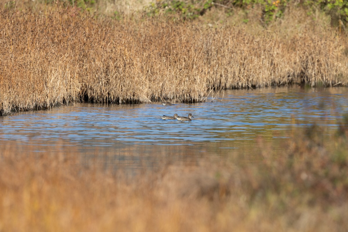 Green-winged Teal - ML625421330