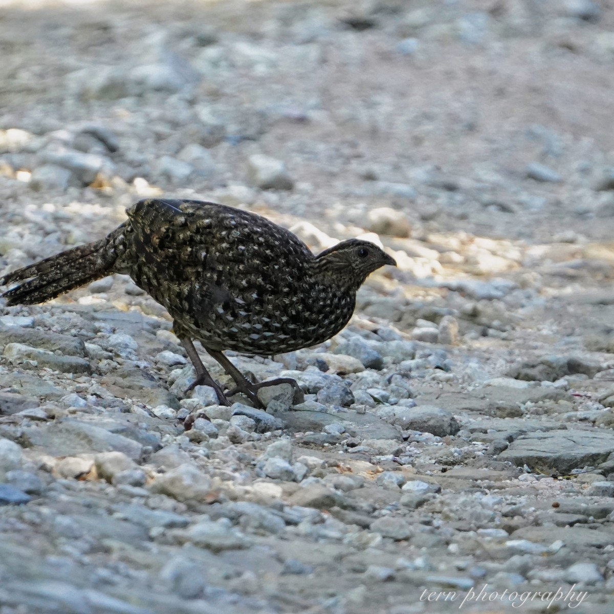 Cabottragopan - ML625421437